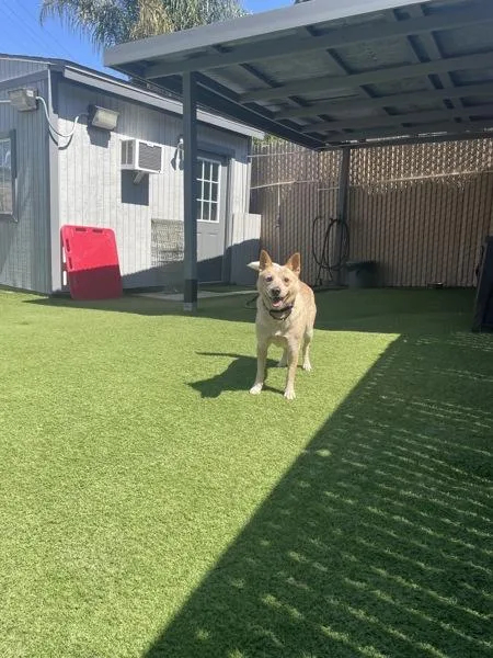 An adult medium-sized male Australian Cattle Dog / Blue Heeler dog named Phoenix for adoption in Oceanside, CA