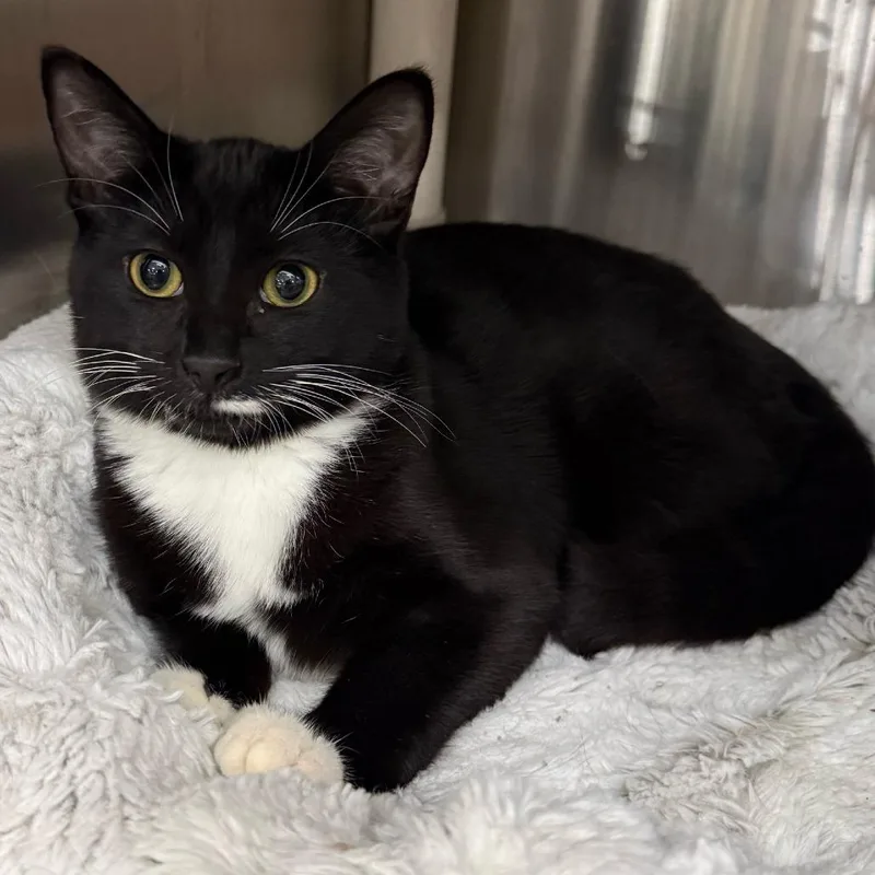 A baby small-sized male Black Domestic Short Hair cat named Cloud for adoption in Los Angeles, CA