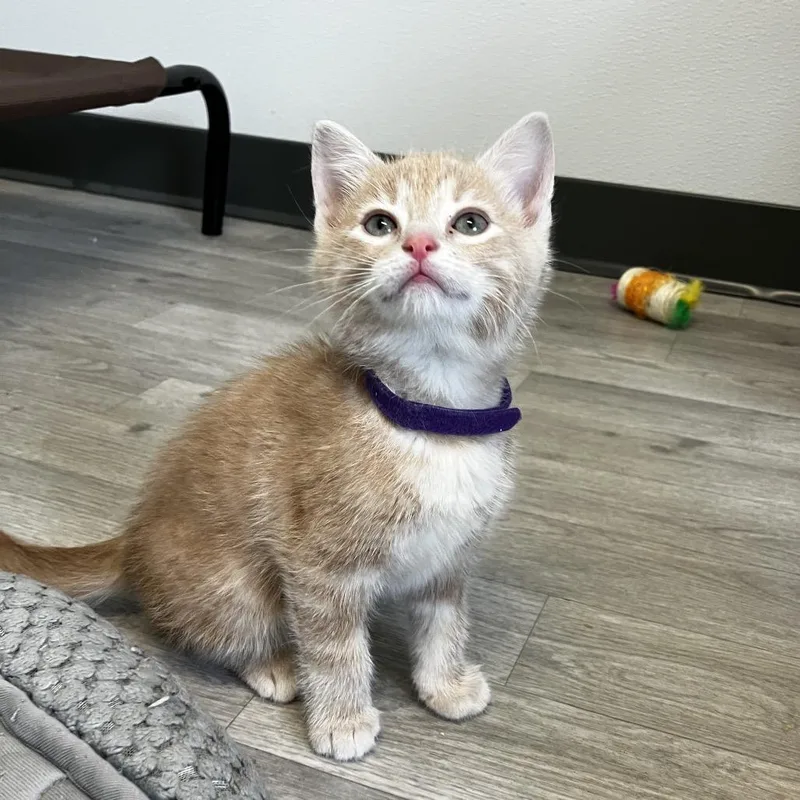 A baby small-sized male Orange / Red Domestic Short Hair cat named Dexter for adoption in Uniontown, PA