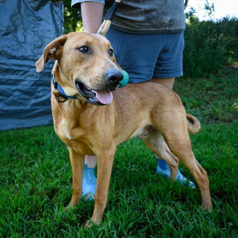 A young medium-sized male Redbone Coonhound dog named Tayto for adoption in Blairsville, GA