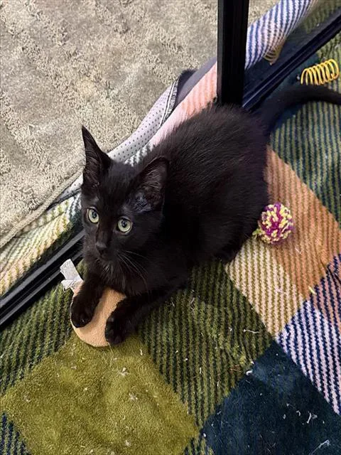 A baby small-sized female Domestic Short Hair cat named Charlotte for adoption in Sacramento, CA