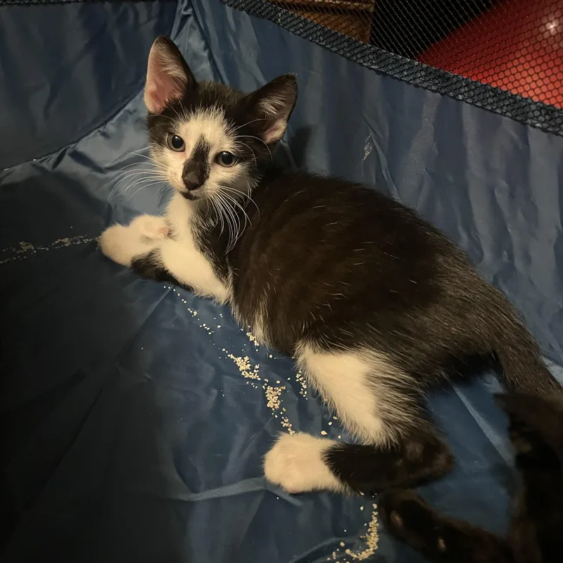 A baby medium-sized male Black & White / Tuxedo Domestic Short Hair cat named Rhion for adoption in Moriches, NY