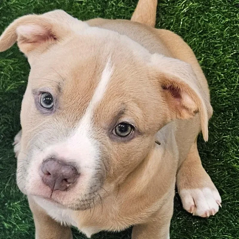 A baby medium-sized male American Staffordshire Terrier dog named Tigger Bouncing Ball Of for adoption in Houston, TX
