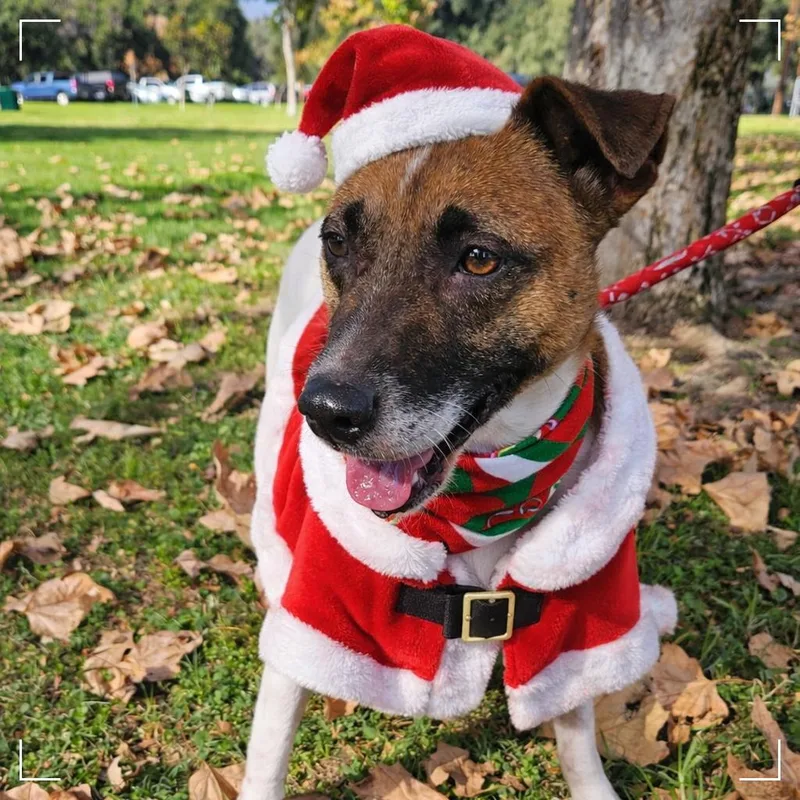 An adult medium-sized female White / Cream Shepherd dog named Sonya for adoption in Upland, CA