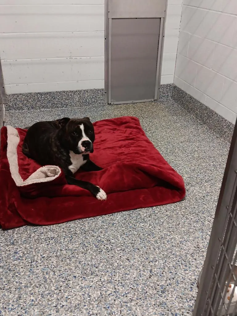 An adult extra large-sized male Mixed Breed dog named Big Papa for adoption in Angola, IN