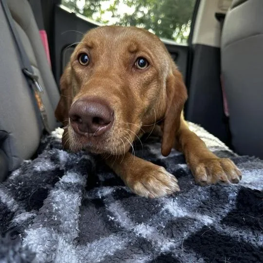 An adult medium-sized female Golden Mixed Breed dog named Mrs. Pennyapple for adoption in Davenport, IA