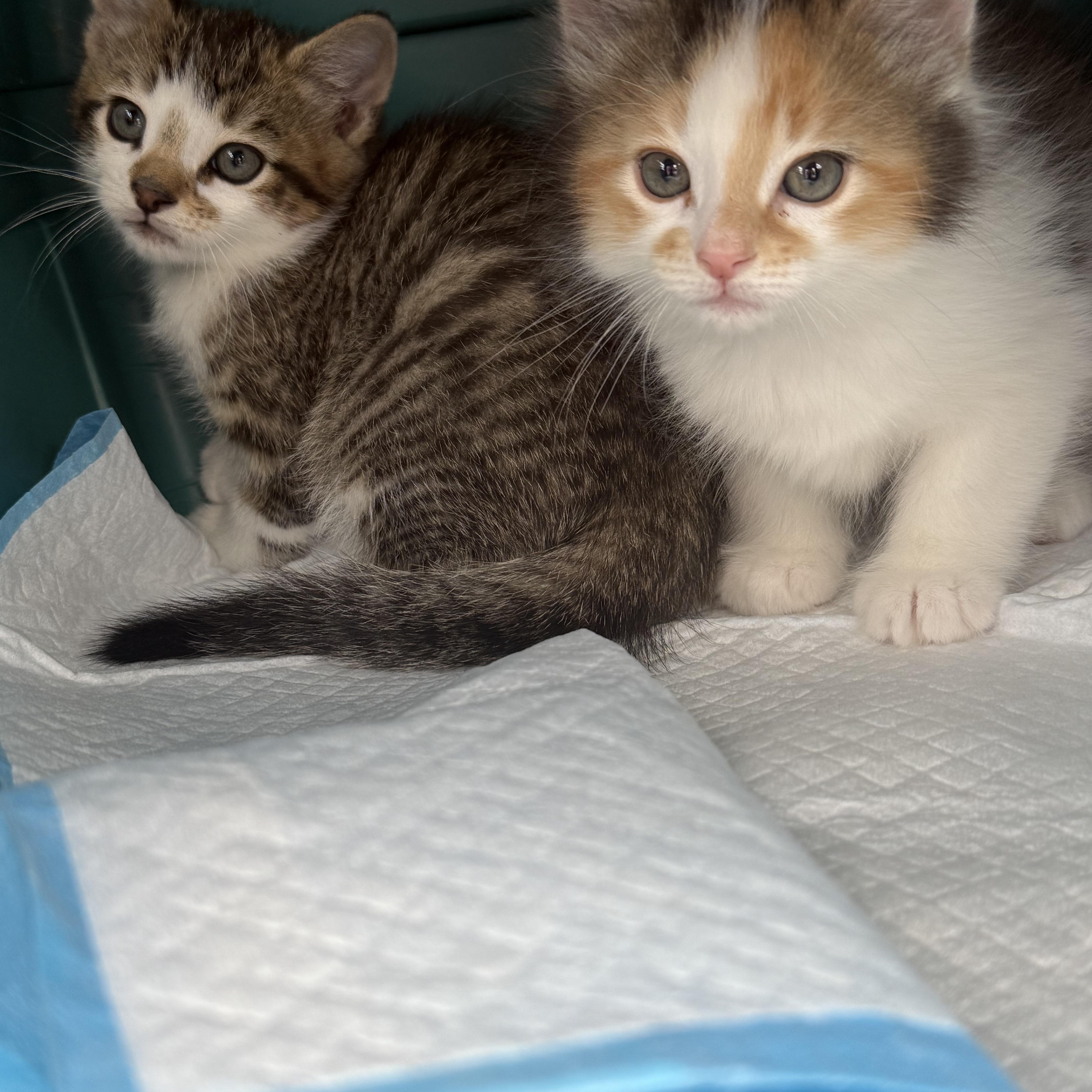 A baby medium-sized female Calico Domestic Medium Hair cat named Pickle & Peaches for adoption in Old Bridge, NJ