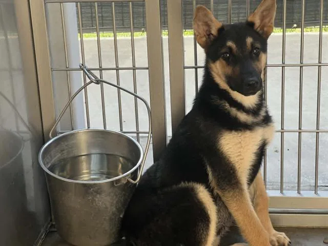 A baby small-sized male German Shepherd Dog dog named Cactuar for adoption in Tustin, CA