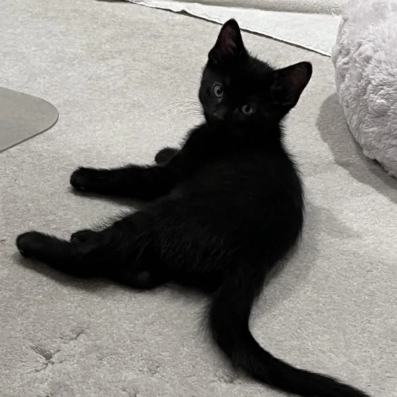 A baby small-sized male Black Domestic Short Hair cat named Angelo for adoption in Green Bay, WI