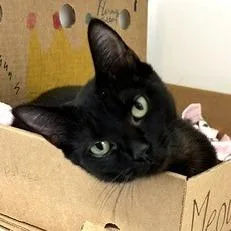 A young medium-sized female Black Domestic Short Hair cat named Chief for adoption in Novelty, OH