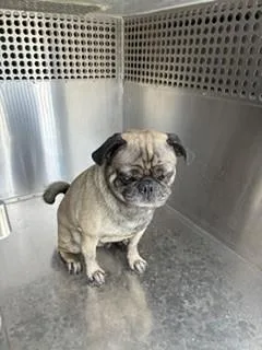 Ol Man Puggy
