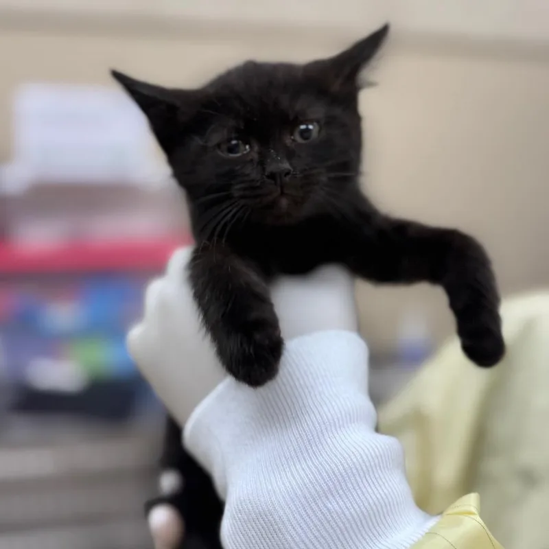 A baby small-sized male Black Domestic Short Hair cat named Capone for adoption in Winston-Salem, NC