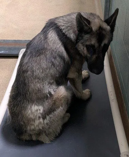 A young medium-sized male Shepherd dog named Kieran for adoption in Oakland, CA