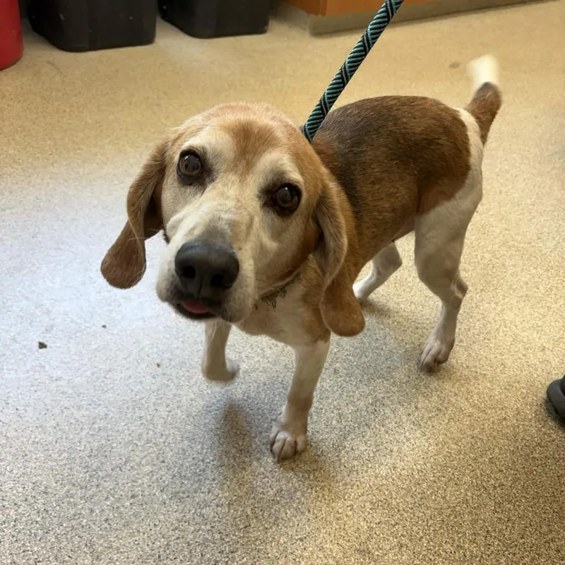 A senior medium-sized male Brown / Chocolate Beagle dog named Rebel for adoption in Gloucester, VA