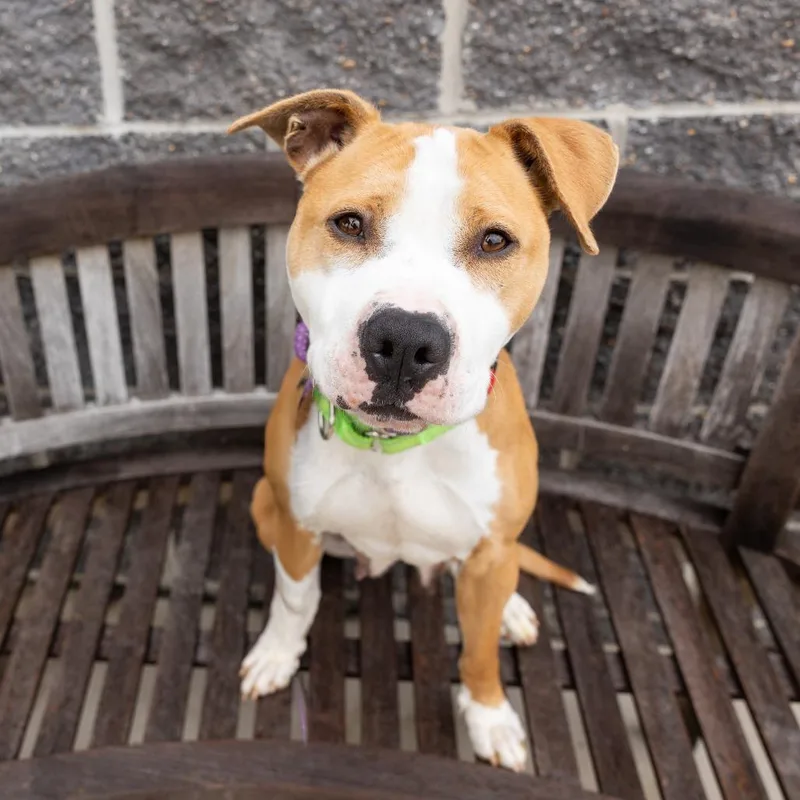 An adult medium-sized female Golden Mixed Breed dog named Kaycee for adoption in Cape Girardeau, MO
