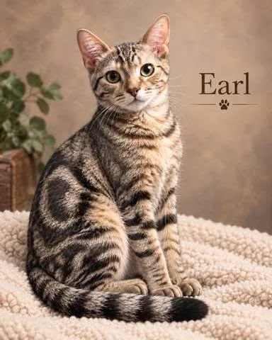 A young large-sized male Tabby (Brown / Chocolate) Tabby cat named Earl for adoption in Midlothian, TX