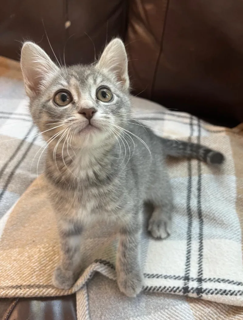 A baby medium-sized female Tabby (Gray / Blue / Silver) Tabby cat named Karoo for adoption in San Juan Capistrano, CA