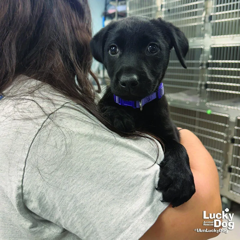 A baby large-sized female Labrador Retriever dog named Tulip for adoption in Washington, DC