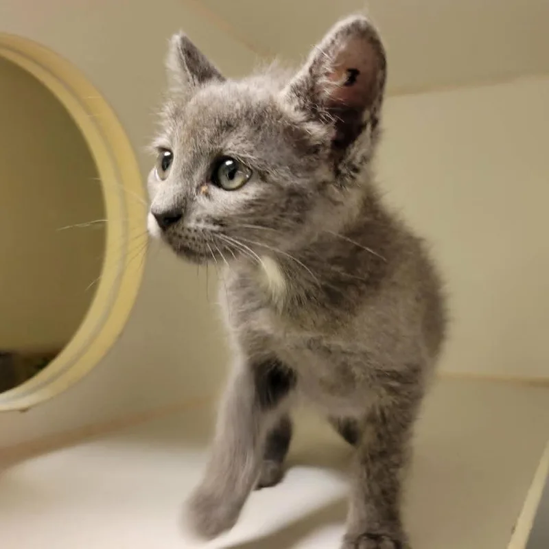A baby small-sized female Gray / Blue / Silver Domestic Medium Hair cat named Burne for adoption in Columbia, MO