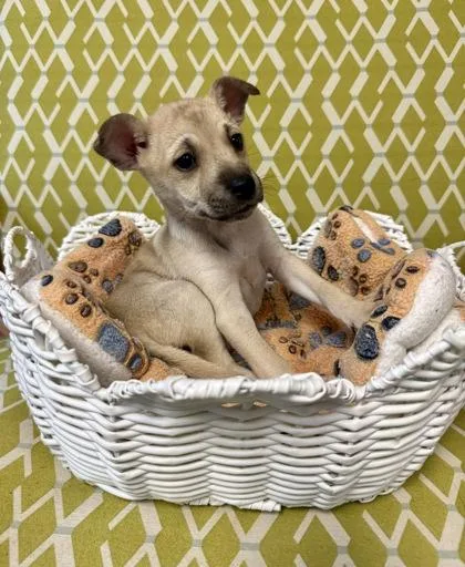 A baby small-sized male Mixed Breed dog named Flint for adoption in Lawrenceville, GA
