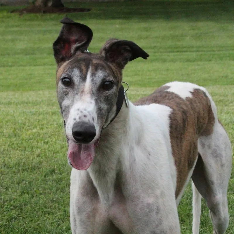 An adult large-sized male Greyhound dog named Hudson for adoption in Goshen, IN