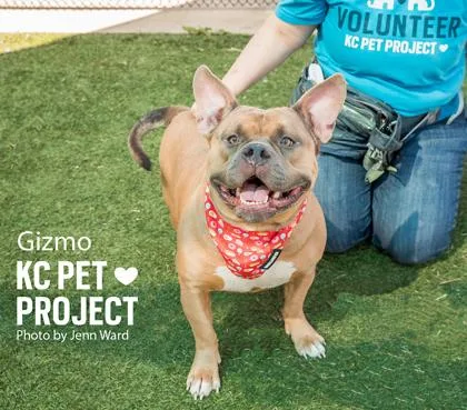 An adult large-sized male Yellow / Tan / Blond / Fawn Pit Bull Terrier dog named Gizmo for adoption in Kansas City, MO