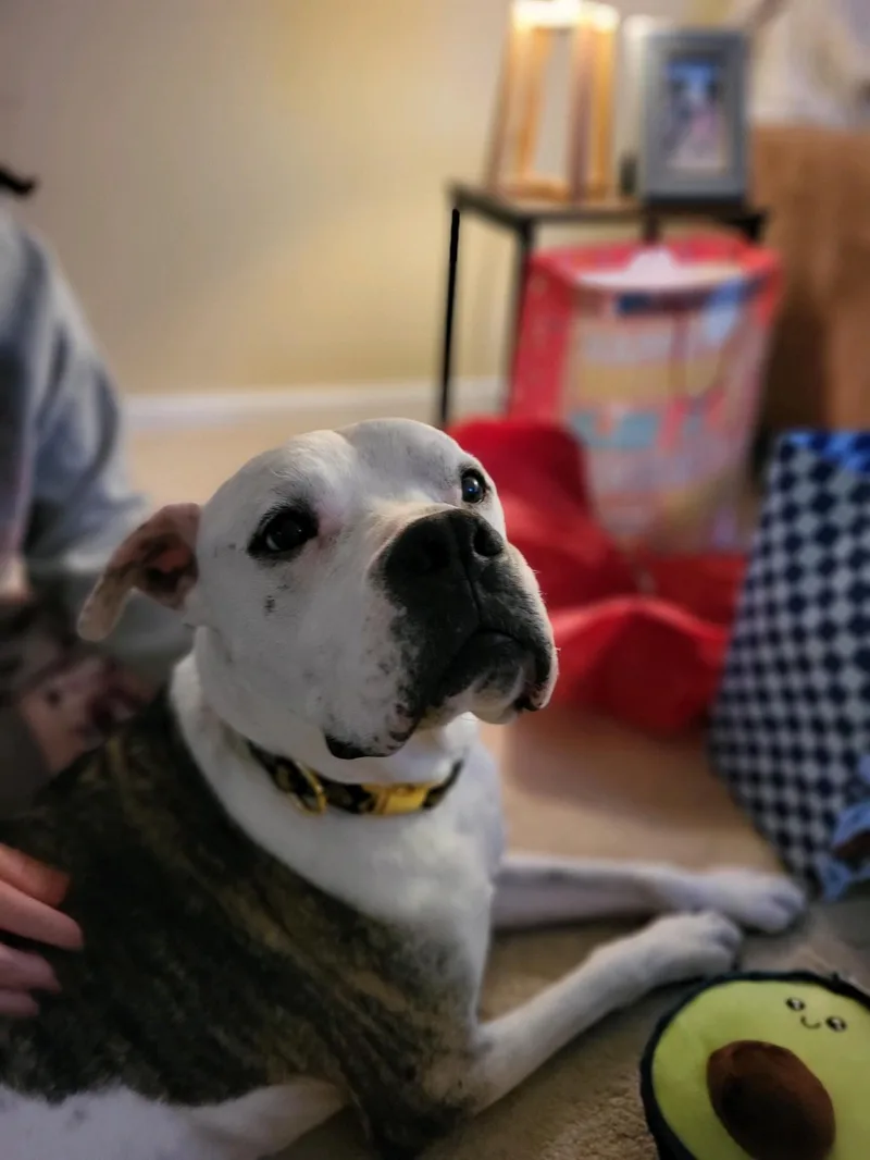 Chance  The Survivor thumbnail 2