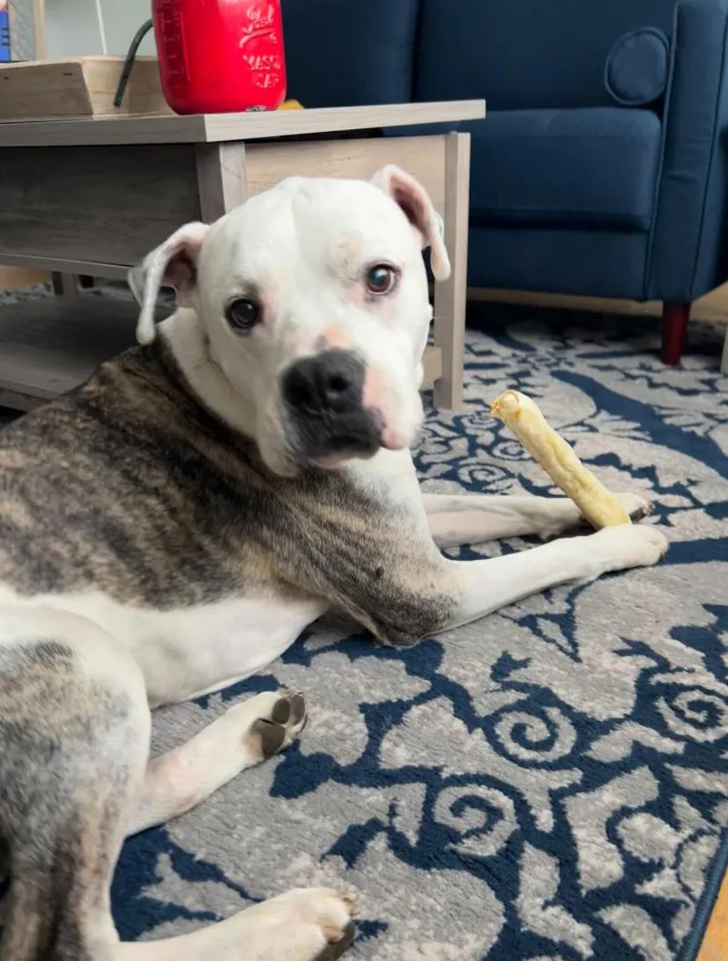 Chance  The Survivor