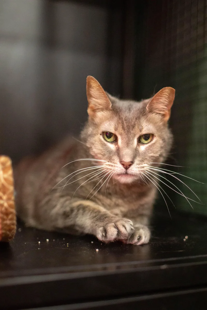 Mimi Bonded To Midnight