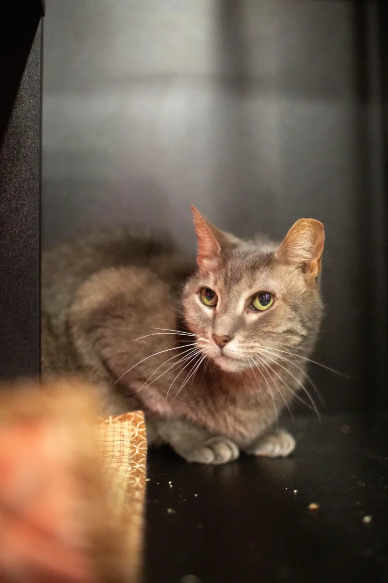 Mimi Bonded To Midnight thumbnail 3
