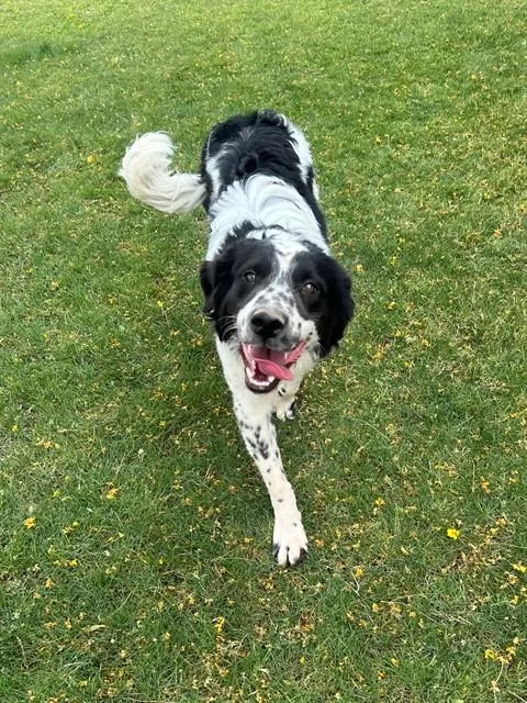 A young small-sized male Border Collie dog named Wrangler for adoption in Thousand Palms, CA