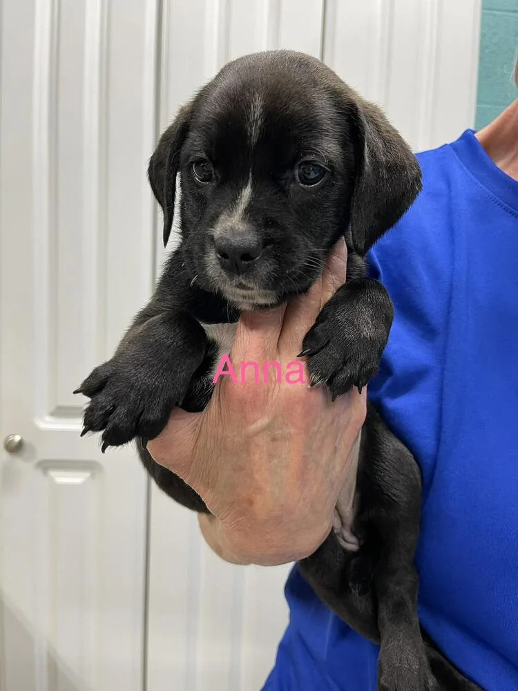 A baby small-sized female Tricolor (Brown, Black, & White) Labrador Retriever dog named Anna for adoption in Chattanooga, TN