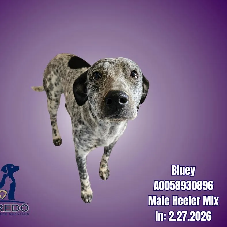 An adult medium-sized male Black Australian Cattle Dog / Blue Heeler dog named Bluey for adoption in Chicago, IL