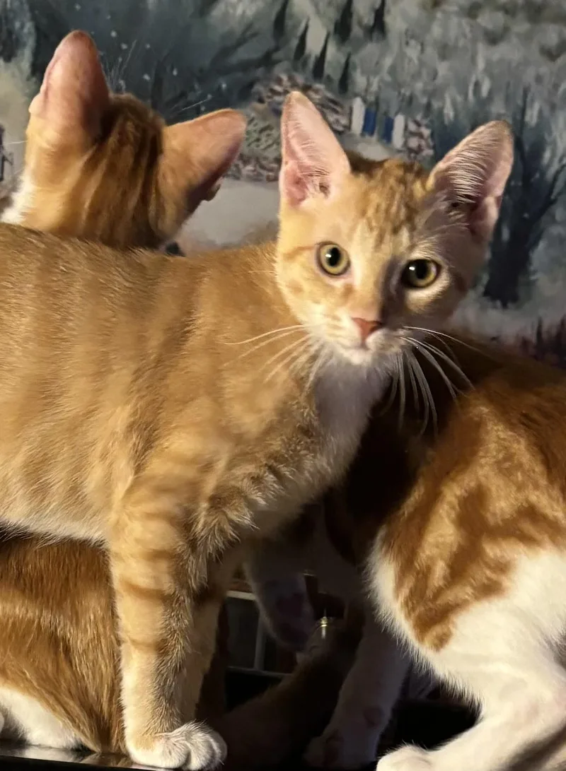 A baby medium-sized male Orange & White Domestic Short Hair cat named Saggy for adoption in Harrison, NY