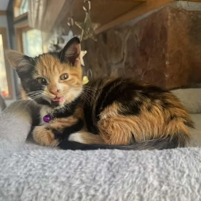 A baby medium-sized female Calico cat named Pele for adoption in Kentwood, MI