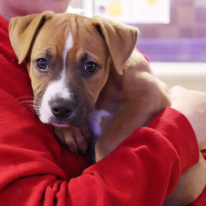 A baby small-sized male White / Cream Mixed Breed dog named Butterfinger for adoption in Port Washington, NY