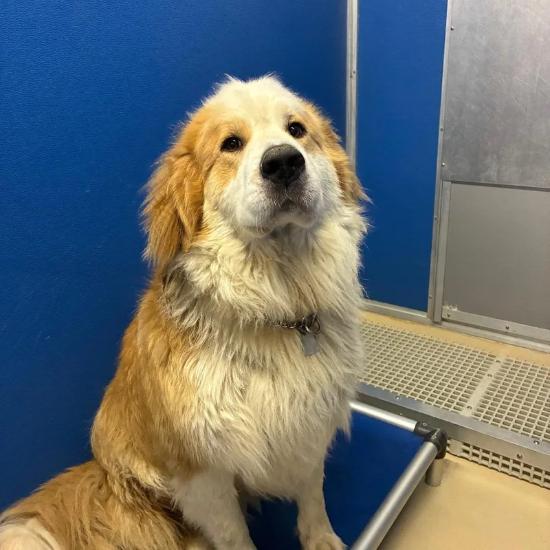 An adult extra large-sized male White / Cream Great Pyrenees dog named Charlie for adoption in Marysville, OH