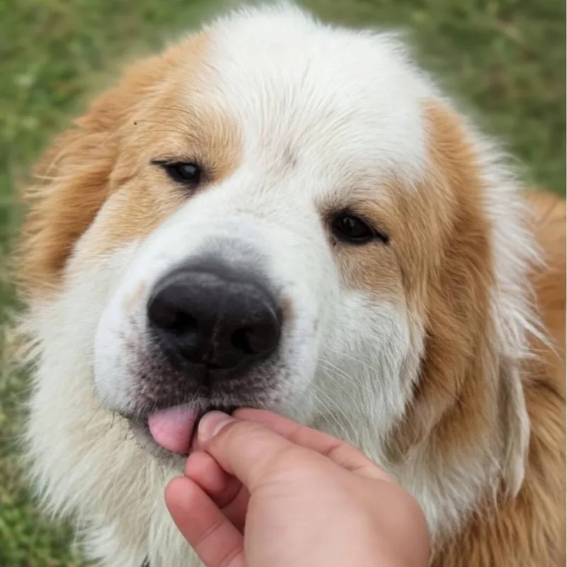 Charlie thumbnail 3