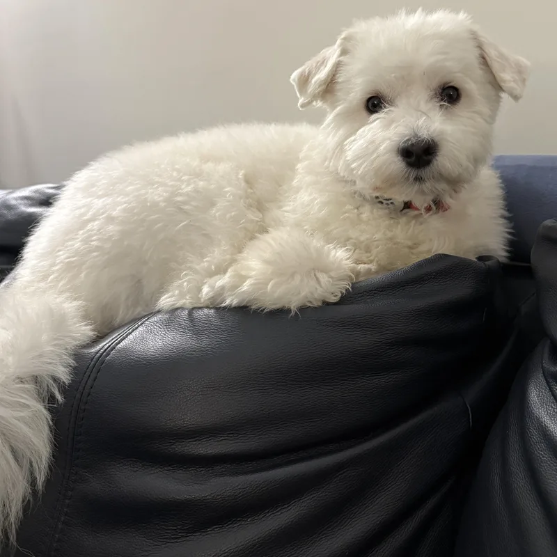 A young small-sized male Maltipoo dog named Cain for adoption in Houston, TX