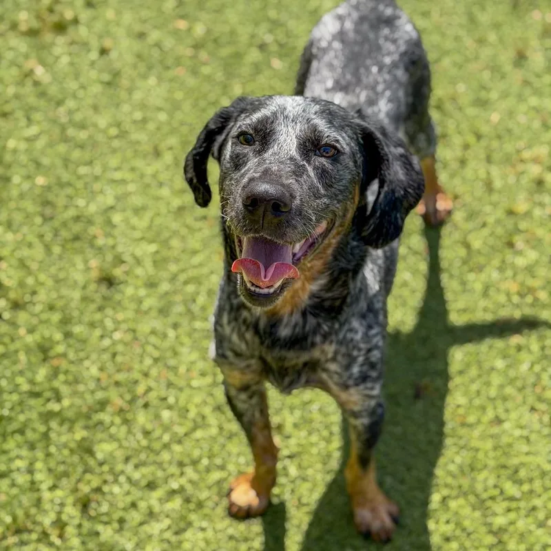 A young medium-sized male Gray / Blue / Silver Bluetick Coonhound dog named Cash for adoption in Gainesville, GA