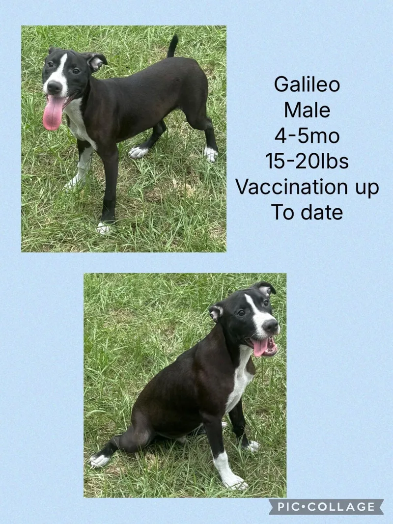 A young medium-sized male Whippet dog named Galileo for adoption in Virginia Beach, VA