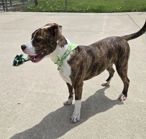 A young medium-sized female Boxer dog named Brandy for adoption in Bucyrus, OH