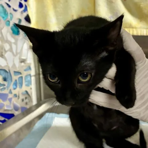 A baby medium-sized female Domestic Short Hair cat named Francesca for adoption in Pensacola, FL