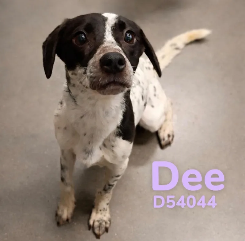 Dee