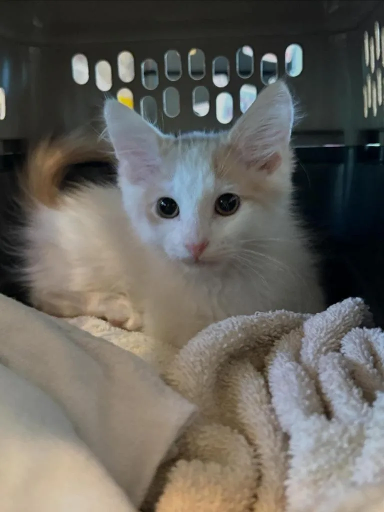 A baby large-sized male Domestic Medium Hair cat named Niko for adoption in San Jacinto, CA