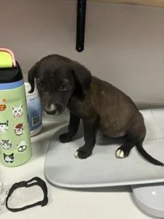 A baby small-sized male Mixed Breed dog named Ackbar for adoption in Denham Springs, LA