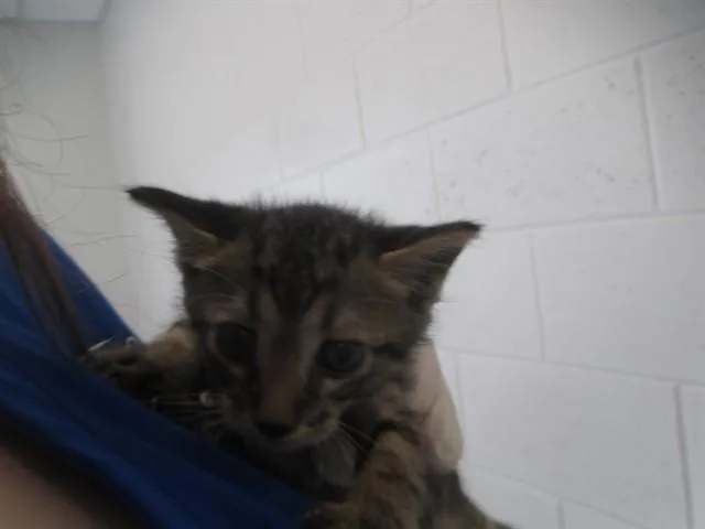 A baby small-sized male Domestic Short Hair cat named A for adoption in Ocala, FL