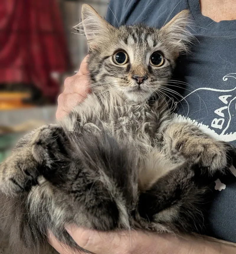 A young medium-sized male Maine Coon cat named Sadie and Sammy for adoption in Brooklyn, NY