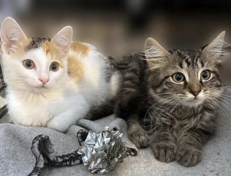 Sadie and Sammy thumbnail 2