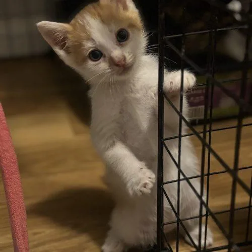 A baby small-sized male Domestic Short Hair cat named Woody for adoption in Edmond, OK